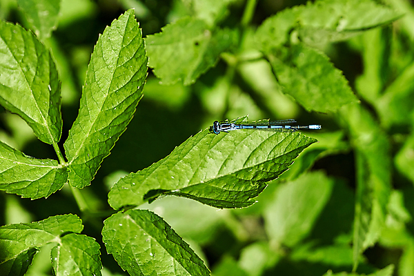 포토 JPG 해외이미지 동물 공원 야생동물 곤충 백그라운드 신체 날개 자연 사람없음 야외 장식 초록색 여름 파란색 컬러풀 뷰티 환경 봄 벌레 잠자리 묘사 생물학 녹색배경 내추럴 강렬 동물상 해외포토 계절 공공시설 교육 컬러 조형물 생태계 파일형식 이미지허브