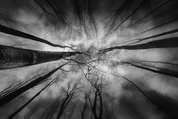 포토 JPG 해외이미지 나무 식물 계절 공원 백그라운드 자연 하늘 날씨 왕관 흑백 풍경 사람없음 야외 목재 세로 환경 성장 가을 나뭇가지 시골 그룹 정상 숲 큼 장면 나무껍질 내추럴 뿌연 해외포토 공공시설 재료 촬영기법 껍질 크기 생태계 파일형식 이미지허브