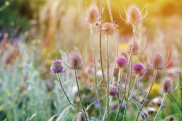 포토 JPG 해외이미지 식물 꽃 분홍색 백그라운드 밭 자연 사람없음 초록색 햇빛 정원 보라색 봄 들꽃 벚꽃 허브 내추럴 해외포토 계절 컬러 농업 태양 생태계 파일형식 이미지허브