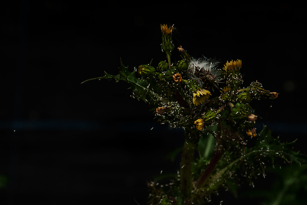 포토 JPG 해외이미지 나무 꽃 백그라운드 딸기 사람없음 초록색 농장 노란색 정원 검은색 신선 해외포토 식물 컬러 농업 과일 파일형식 이미지허브