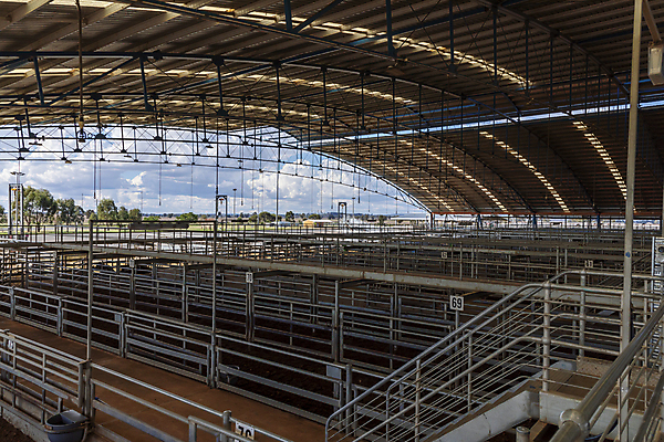 포토 JPG 해외이미지 동물 산업 음식 농업 지붕 사람없음 야외 건물 농장 펜 판매 금속 가축 목장 양 소 호주 농부 주식 시설 투자 경매 매각 방목장 밭일 철강 해외포토 직업 건축물 비즈니스 포유류 재질 금융 경제 필기구 오세아니아 파일형식 이미지허브