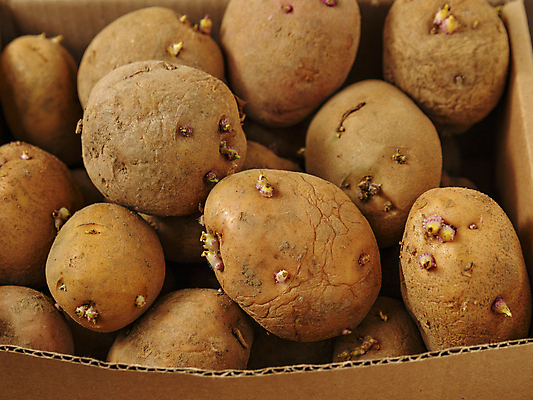 포토 JPG 해외이미지 감자 실내 사람없음 새싹 여러개 가득함 해외포토 식물 다수 채소 내부 파일형식 이미지허브