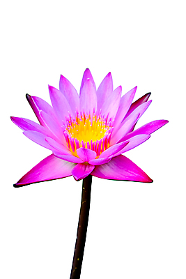 포토 JPG 해외이미지 식물 꽃잎 꽃 종교 분홍색 백그라운드 잎 꽃무늬 불교 태국 자연 동양인 사람없음 초록색 물 뷰티 노란색 정원 보라색 벚꽃 연못 신선 개화 심볼 명상 꽃가루 신성 내추럴 이해 존경 해외포토 자연요소 아시아 컬러 무늬 인종 가루 생태계 파일형식 이미지허브