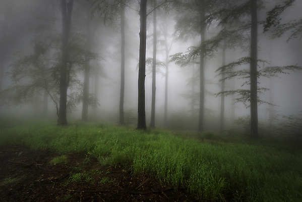 포토 JPG 해외이미지 나무 식물 계절 공원 유럽 여행 잎 자연 아침 날씨 서기 사람없음 야외 목재 가로 갈색 평화 환경 안개 나뭇가지 신선 황무지 숲 생태계 장면 내추럴 뿌연 삼림지대 해외포토 주간 공공시설 나라 컬러 컨셉 재료 모션 파일형식 이미지허브