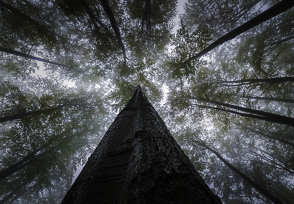 포토 JPG 해외이미지 나무 식물 계절 공원 백그라운드 잎 자연 하늘 날씨 왕관 풍경 사람없음 야외 목재 가로 초록색 여름 환경 안개 성장 나뭇가지 시골 그룹 정상 숲 큼 장면 나무껍질 내추럴 뿌연 해외포토 공공시설 컬러 재료 껍질 크기 생태계 파일형식 이미지허브