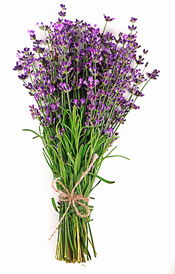 포토 JPG 해외이미지 꽃 꽃다발 실내 사람없음 다발 라벤더 해외포토 식물 내부 허브 파일형식 이미지허브