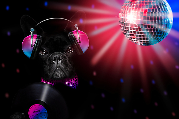 포토 JPG 해외이미지 동물 배너 별 음악 이어폰 노래 손가락 사람없음 반려동물 파티 평화 헤드폰 소리 음악가 듣기 유머 개 강아지 MP3 시원함 앨범 DJ 클럽 싱글 라디오 복고 디스코 오디오 불독 스테레오 프랑스어 고립 리듬 어안 팝 플레이어 해외포토 자연요소 직업 문자 손 감정 음향기기 컨셉 포유류 모션 문화예술 이벤트 전자제품 춤 파일형식 이미지허브