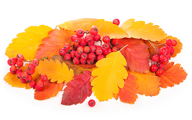 포토 JPG 해외이미지 단풍 낙엽 사람없음 오브젝트 베리 해외포토 잎 과일 파일형식 이미지허브