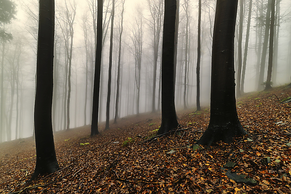 포토 JPG 해외이미지 모양 나무 식물 계절 공원 유럽 여행 잎 자연 아침 날씨 서기 풍경 사람없음 야외 목재 가로 평화 환경 안개 가을 나뭇가지 신선 황무지 숲 생태계 장면 내추럴 뿌연 삼림지대 해외포토 주간 공공시설 나라 컨셉 재료 모션 파일형식 이미지허브