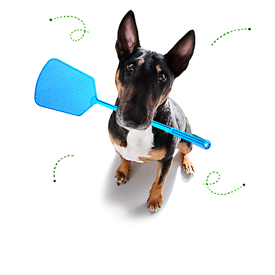 포토 JPG 해외이미지 동물 얼굴 곤충 놀이 털 건강 사람없음 반려동물 머리 기차 대접 잡기 최고 유머 개 달콤 강아지 벌레 질병 피부 주인 수의사 기생충 알레르기 고립 어안 인내 해외포토 감정 육상교통 포유류 의학 모션 대중교통 신체부위 의사 바이러스 맛 파일형식 이미지허브