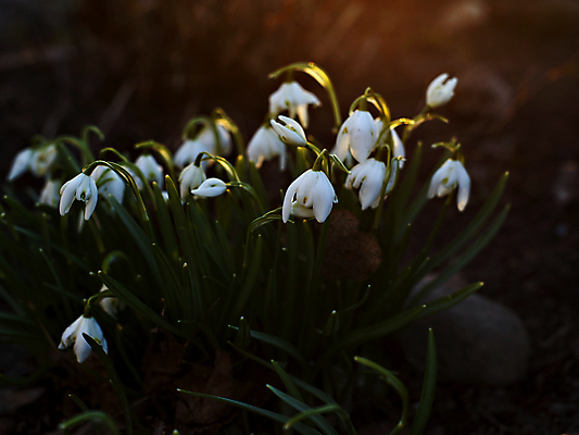 포토 JPG 해외이미지 식물 계절 꽃 백그라운드 잎 자연 사람없음 초록색 빛 새싹 정원 일몰 봄 성장 벚꽃 흰색 신선 개화 속도 녹색배경 내추럴 땅바닥 블러 스노드롭 해외포토 컬러 바닥 노을 생태계 파일형식 이미지허브