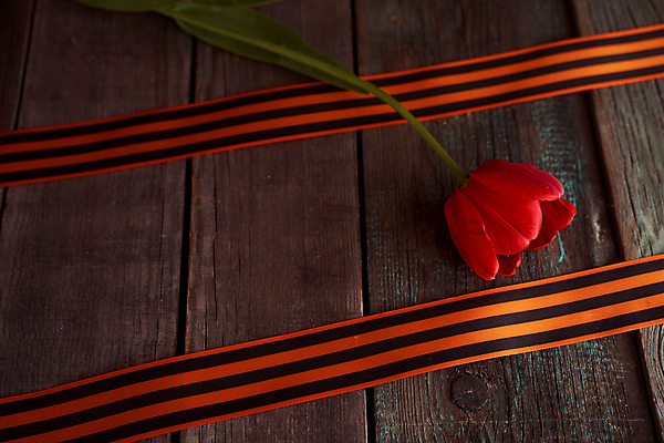 포토 JPG 해외이미지 감정 별 리본 지구 사람없음 빨간색 기쁨 튤립 축하 9 날짜 큼 5월 심볼 전쟁 육군 질서 애국심 소비에트 전국 필승 해외포토 자연요소 꽃 컬러 컨셉 군대 숫자 예절 우승 크기 파일형식 이미지허브