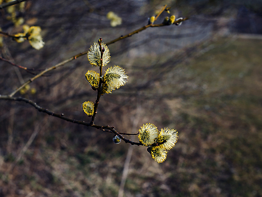 포토 JPG 해외이미지 나무 식물 계절 공원 꽃 꽃무늬 자연 휴가 부활절 사람없음 노란색 정원 봄 벚꽃 나뭇가지 숲 버드나무 꽃가루 솜털 해외포토 공공시설 기념일 컬러 무늬 가루 생태계 파일형식 이미지허브
