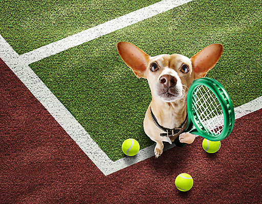 포토 JPG 해외이미지 동물 라이프스타일 얼굴 선 스포츠 운동화 밭 공 놀이 바닥 건강 경기 사람없음 야외 여름 운동 유행 교사 경쟁 경기장 테니스 게임 라켓 부채 개 시원함 테니스공 클럽 점수 치와와 유래 캡모자 토너먼트 플레이어 해외포토 직업 모자_잡화 계절 스포츠용품 신발 컨셉 농업 포유류 스포츠시설 생활 신체부위 구기 테니스용품 파일형식 이미지허브