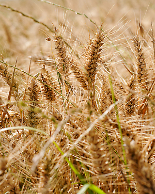 포토 JPG 해외이미지 식물 음식 빵 밭 농업 자연 옥수수 씨앗 사람없음 농작물 농장 노란색 수확 성장 시골 황금 낟알 시리얼 밀 보리 귀 숙성 호밀 해외포토 산업 컬러 곡류 신체부위 생태계 파일형식 이미지허브