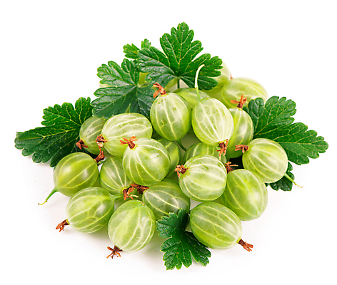 포토 JPG 해외이미지 열매 잎 과일 사람없음 초록색 구스베리 많음 해외포토 식물 컬러 컨셉 파일형식 이미지허브