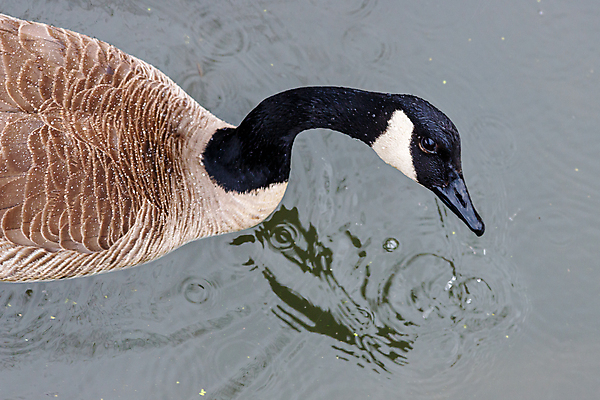 포토 JPG 해외이미지 동물 한마리 응시 얼굴 야생동물 자연 조류 사람없음 야외 옆모습 물 하이앵글 머리 수영 젖음 올려보기 물방울 연못 개울 깃털 질감 부리 머리위 목 거위 내추럴 잔물결 해외포토 자연요소 1 시선 물결 뷰포인트 모션 신체부위 강 수상스포츠 생태계 파일형식 이미지허브