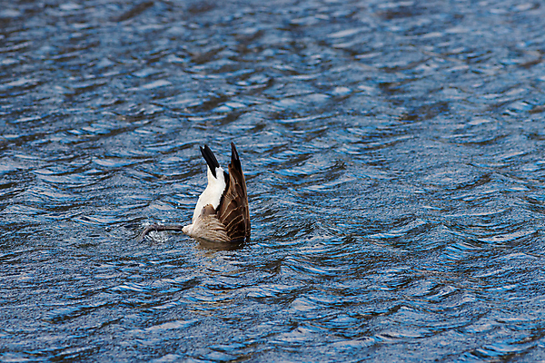 포토 JPG 해외이미지 동물 한마리 호수 야생동물 파도 포즈 캐나다 신체 모션 발 조류 표면 낚시 사람없음 물 파란색 수중 젖음 해조류 떨어짐 방목 먹기 다이빙 꼬리 거위 물새 내추럴 수유 해외포토 자연요소 1 바다 컬러 컨셉 북아메리카 레저 신체부위 수영 해양식물 축산업 수중스포츠 파일형식 이미지허브