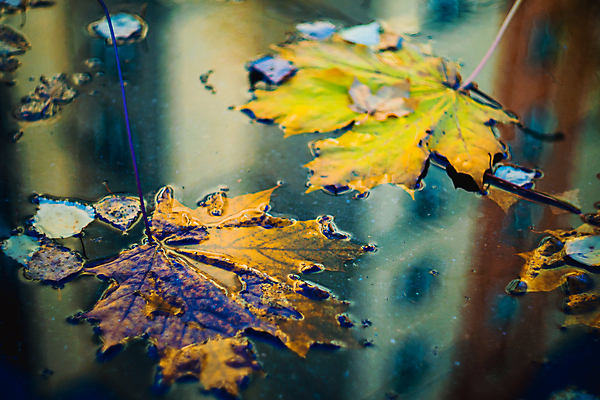 포토 JPG 해외이미지 나무 계절 도로 백그라운드 단풍 잎 자연 하늘 표면 날씨 거리 아파트 주택 사람없음 야외 건물 빨간색 초록색 물 반사 노란색 환경 젖음 도시 보행로 떨어짐 쓰레기 질감 웅덩이 진흙 자작나무 10월 내추럴 방법 블러 해외포토 자연요소 식물 건축물 길 컬러 컨셉 교통시설 날짜 생태계 파일형식 이미지허브