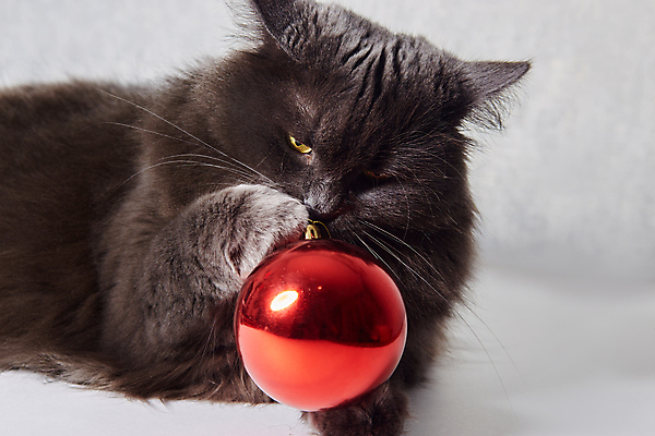 포토 JPG 해외이미지 나무 동물 응시 백그라운드 크리스마스 겨울 공 포유류 자연 놀이 휴가 새로움 털 앉기 사람없음 장식 빨간색 초록색 반려동물 장난감 산타클로스 유행 검은색 고양이 회색 흰색 나뭇가지 하트 축하 아기 작음 모피 연도 해외포토 모양 식물 시선 계절 기념일 컬러 컨셉 모션 사람 크기 생태계 파일형식 이미지허브