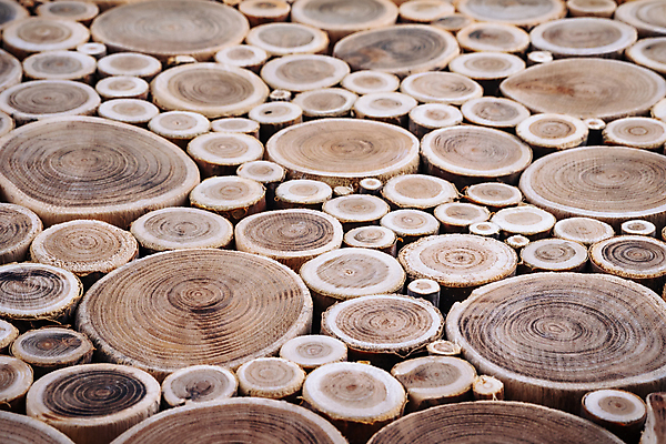 포토 JPG 해외이미지 모양 나무 조각 백그라운드 꽃무늬 패턴 부분 자연 추상 건조 사람없음 목재 농작물 갈색 성장 반지 원형 숲 자르기 연도 묘사 질감 통나무 다리찢기 내추럴 수목 옛날 해외포토 도형 식물 꽃 컬러 무늬 농업 재료 장신구 모션 생태계 파일형식 이미지허브