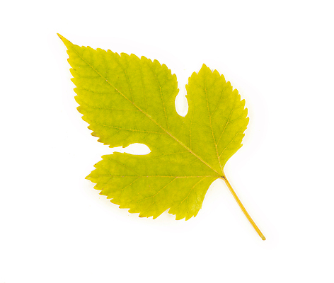 포토 JPG 해외이미지 단풍 낙엽 사람없음 연두색 오브젝트 해외포토 잎 초록색 파일형식 이미지허브