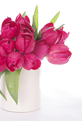 포토 JPG 해외이미지 여러송이 잎 봄꽃 실내 사람없음 꽃병 튤립 흰배경 담기 해외포토 식물 꽃 다수 백그라운드 모션 내부 봄 흰색 파일형식 이미지허브