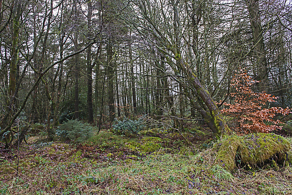 포토 JPG 해외이미지 나무 식물 계절 공원 도로 잎 겨울 자연 풍경 사람없음 야외 목재 초록색 갈색 환경 가을 시골 소나무 숲 자르기 멀리 전나무 내추럴 벌거벗은 삼림지대 해외포토 공공시설 길 컬러 재료 교통시설 모션 생태계 파일형식 이미지허브