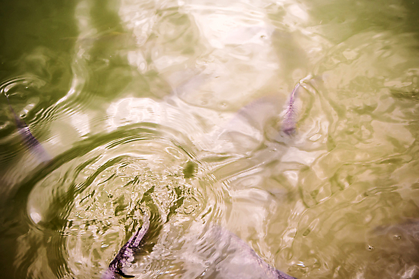 포토 JPG 해외이미지 동물 호수 백그라운드 이동 자연 표면 어류 사람없음 야외 물 수영 연못 질감 해외포토 자연요소 컨셉 수중동물 수상스포츠 생태계 파일형식 이미지허브