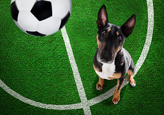 포토 JPG 해외이미지 동물 유럽 스포츠 운동화 밭 축구공 공 놀이 건강 사람없음 컵 선글라스 세계 축구 경쟁 경기장 기차 게임 우승 부채 유머 황금 개 가죽 테리어 트로피 메달 연습 체육관 점수 불독 고립 골 마스코트 승자 챔피언 플레이어 해외포토 식기 감정 나라 안경 육상교통 신발 컨셉 농업 축구용품 포유류 스포츠시설 대중교통 구기 최고 상_우승 상_상패 파일형식 이미지허브