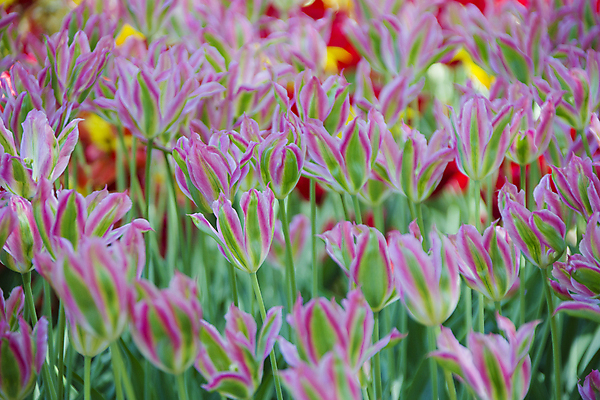 포토 JPG 해외이미지 식물 계절 꽃잎 꽃 유럽 분홍색 여행 백그라운드 컨셉 꽃무늬 밭 농업 오렌지 자연 하늘 풍경 사람없음 야외 빨간색 초록색 여름 컬러풀 뷰티 농장 노란색 정원 봄 튤립 벚꽃 시골 신선 개화 네덜란드 내추럴 암스테르담 멀티 많음 해외포토 나라 산업 컬러 무늬 과일 생태계 파일형식 이미지허브