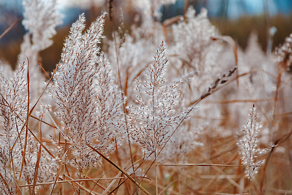 포토 JPG 해외이미지 밭 농업 사람없음 아웃포커스 소프트포커스 해외포토 산업 촬영기법 파일형식 이미지허브