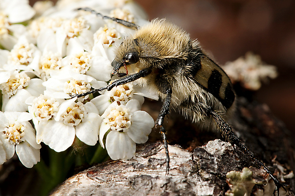포토 JPG 해외이미지 동물 1 꽃 곤충 백그라운드 절지류 자연 사람없음 여름 노란색 검은색 줄무늬 흰색 닫기 벌레 벌 딱정벌레 수유 해외포토 식물 계절 컬러 무늬 모션 생태계 파일형식 이미지허브