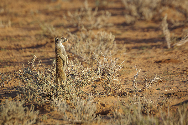 포토 JPG 해외이미지 동물 야생동물 포유류 아프리카 자연 건조 국립공원 사람없음 가로 관광지 사막 황무지 보호 사파리 경계 내추럴 나미비아 남아프리카 미어캣 보츠와나 보호구역 칼라하리 해외포토 공원 나라 여행 컨셉 생태계 구역 파일형식 이미지허브