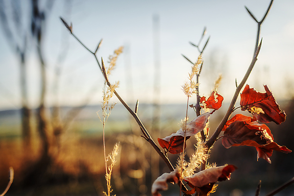 포토 JPG 해외이미지 식물 라이프스타일 계절 줄기 분홍색 컨셉 잎 성공 새로움 사람없음 가로 햇빛 태양 새싹 환경 희망 봄 활발 성장 흰색 시골 신선 오픈 발사 5월 시작 원예 생물학 분무기 정맥 파열 개발 떠남 생태학 해외포토 자연요소 교육 감정 컬러 모션 취미 생활 날짜 혈관 파일형식 이미지허브