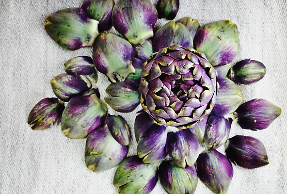 포토 JPG 해외이미지 스튜디오촬영 음식 백그라운드 잎 채소 재료 자연 건강 사람없음 초록색 보라색 시골 신선 흰배경 날것 건강식 아티초크 정물화 채식주의자 해외포토 식물 컬러 실내 흰색 그림 생태계 채식 파일형식 이미지허브