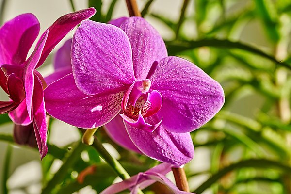 포토 JPG 해외이미지 식물 디자인 꽃잎 꽃 백그라운드 컨셉 꽃무늬 자연 벽지 추상 친절 한명 장식 빨간색 빛 컬러풀 뷰티 정원 봄 벚꽃 신선 개화 난초 우아함 묘사 부드러움 내추럴 효과 해외포토 1 계절 컬러 무늬 사람 감각 생태계 파일형식 이미지허브