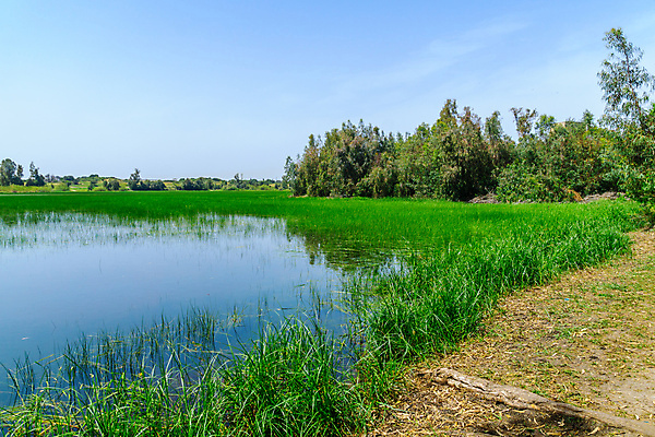 포토 JPG 해외이미지 나무 공원 중동 자연 풍경 사람없음 야외 초록색 물 봄 시골 연못 숲 웅덩이 보호구역 유칼립투스 이스라엘 해외포토 자연요소 식물 계절 공공시설 나라 컬러 생태계 서아시아 구역 파일형식 이미지허브