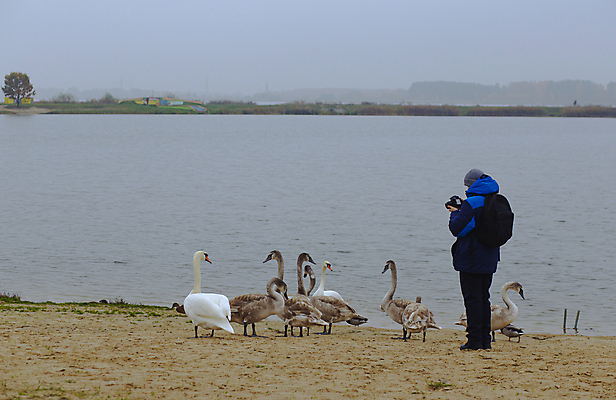 포토 JPG 해외이미지 전신 1 라이프스타일 응시 공원 남자 호수 초등학생 어린이 여행 셔츠 자연 조류 한명 사람 풍경 소년 취미 사람없음 야외 옆모습 가로 초록색 물 청춘 컬러풀 카메라 디지털 사진촬영 하이킹 디지털카메라 발사 사진사 백조 슛 해외포토 자연요소 동물 학생 시선 공공시설 뷰포인트 컬러 컨셉 상의 레저 생활 전자제품 촬영 작가 생태계 파일형식 이미지허브