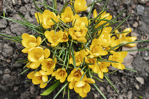 포토 JPG 해외이미지 식물 계절 꽃 백그라운드 꽃무늬 자연 사람없음 컬러풀 뷰티 노란색 정원 봄 성장 벚꽃 개화 황금 닫기 원예 해외포토 컬러 무늬 모션 취미 생태계 파일형식 이미지허브