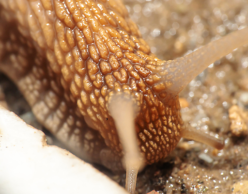 포토 JPG 해외이미지 주간 한마리 근접촬영 사람없음 야외 아웃포커스 머리 소프트포커스 땅 더듬이 해외포토 자연요소 1 뷰포인트 촬영기법 신체부위 파일형식 이미지허브