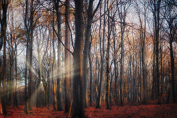 포토 JPG 해외이미지 나무 식물 계절 길 여행 백그라운드 잎 오렌지 자국 자연 아침 날씨 요정 사람없음 목재 빨간색 컬러풀 어둠 일몰 수확 안개 저녁 숲 신비 공상 마법 뿌연 옛날 몽환 해외포토 주간 컬러 컨셉 농업 과일 재료 노을 야간 생태계 파일형식 이미지허브
