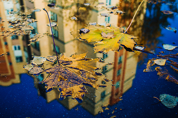 포토 JPG 해외이미지 나무 계절 도로 백그라운드 단풍 잎 자연 하늘 표면 날씨 거리 아파트 주택 풍경 사람없음 야외 건물 빨간색 초록색 물 반사 노란색 환경 젖음 가을 도시 보행로 떨어짐 쓰레기 아스팔트 질감 웅덩이 진흙 자작나무 10월 내추럴 방법 블러 해외포토 자연요소 식물 건축물 길 컬러 컨셉 교통시설 날짜 생태계 파일형식 이미지허브