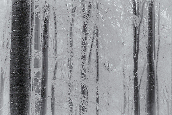 포토 JPG 해외이미지 주간 나무 계절 공원 실루엣 겨울 자연 아침 날씨 흑백 사람없음 야외 목재 가로 뷰티 환경 냉동 얼음 추위 안개 백발 흰색 나뭇가지 숲 시원함 12월 질감 서리 장면 1월 내추럴 뿌연 삼림지대 눈내림 해외포토 자연요소 식물 헤어스타일 공공시설 컬러 재료 눈_날씨 촬영기법 날짜 생태계 파일형식 이미지허브