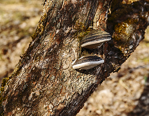 포토 JPG 해외이미지 나무 식물 줄기 낙엽 패턴 자연 사람없음 야외 목재 농작물 갈색 버섯 촉촉함 성장 약초 수집 생물학 나무껍질 기생충 곰팡이 썩음 캡모자 해외포토 모자_잡화 교육 컬러 잎 무늬 농업 재료 젖음 껍질 풀_식물 바이러스 생태계 파일형식 이미지허브