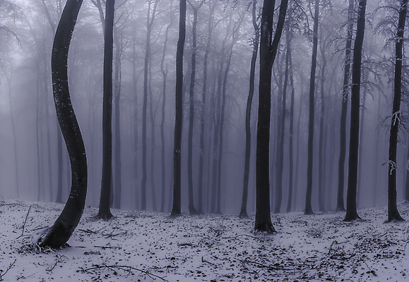 포토 JPG 해외이미지 주간 나무 계절 공원 백그라운드 겨울 자연 아침 사람없음 야외 가로 빛 냉동 추위 안개 백발 흰색 나뭇가지 시골 숲 시원함 12월 서리 장면 1월 내추럴 뿌연 삼림지대 눈내림 해외포토 자연요소 식물 헤어스타일 공공시설 컬러 날씨 눈_날씨 날짜 생태계 파일형식 이미지허브