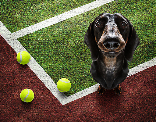 포토 JPG 해외이미지 동물 라이프스타일 얼굴 선 스포츠 운동화 밭 공 놀이 바닥 건강 경기 사람없음 야외 여름 운동 유행 교사 경쟁 경기장 테니스 게임 라켓 부채 개 시원함 테니스공 닥스훈트 클럽 점수 유래 캡모자 토너먼트 플레이어 해외포토 직업 모자_잡화 계절 스포츠용품 신발 컨셉 농업 포유류 스포츠시설 생활 신체부위 구기 테니스용품 파일형식 이미지허브