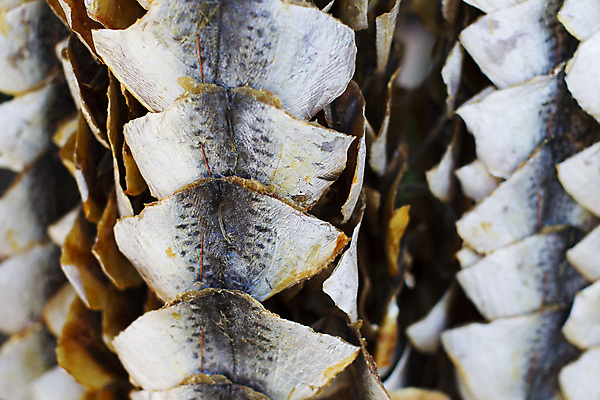 포토 JPG 해외이미지 동물 전통 계절 음식 분홍색 조각 백그라운드 패턴 자연 낚시 건조 매달리기 건강 육류 어류 요리 사람없음 야외 빛 태양 머리 식사 맛 은색 큼 해산물 준비 날것 지느러미 성분 훈제 내추럴 점심식사 단백질 철강 일본음식 카피스페이스 해외포토 자연요소 컬러 컨셉 무늬 식재료 모션 레저 신체부위 수중동물 공백 크기 생태계 영양소 파일형식 이미지허브