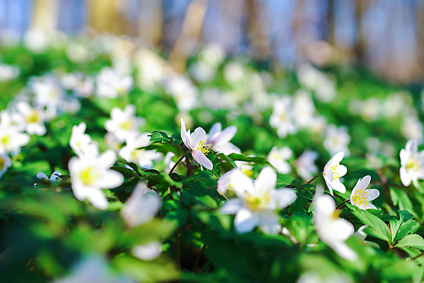 포토 JPG 해외이미지 식물 라이프스타일 계절 줄기 분홍색 컨셉 잎 성공 새로움 사람없음 가로 햇빛 태양 새싹 환경 희망 봄 활발 성장 흰색 시골 신선 오픈 발사 5월 시작 원예 생물학 분무기 정맥 파열 개발 떠남 생태학 해외포토 자연요소 교육 감정 컬러 모션 취미 생활 날짜 혈관 파일형식 이미지허브