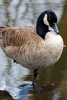 포토 JPG 해외이미지 동물 한마리 야생동물 캐나다 자연 조류 서기 사람없음 물 머리 젖음 연못 습지 큼 깃털 묘사 부리 거위 솜털 물새 물갈퀴 내추럴 양발 디테일 해외포토 자연요소 1 북아메리카 모션 신체부위 크기 생태계 파일형식 이미지허브